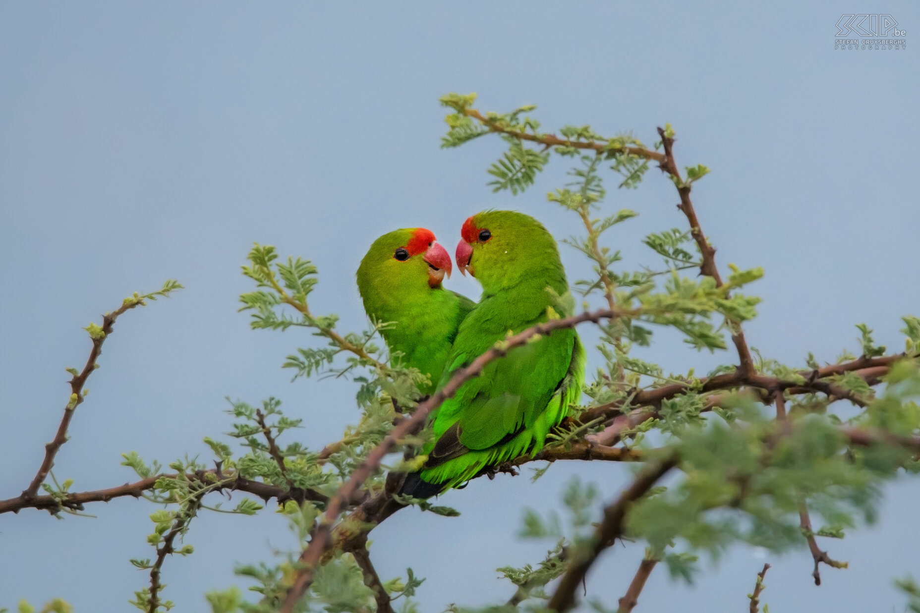 Lake Chitu - Red-headed lovebirds A pair of Red-headed lovebirds (Agapornis pullarius) in a tree at Lake Chitu in Ethiopia. Stefan Cruysberghs